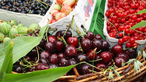 Früchte für leckere Konfitüren und Marmeladen im Sommer
