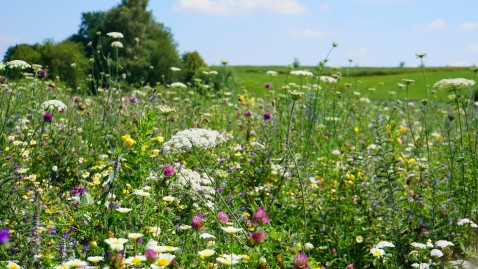 Eine Wiese mit vielen verschieden blühenden Blumen. 