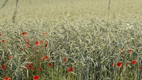 Umstellung auf Ökolandbau_Ökomodellregion Rhön-Grabfeld
