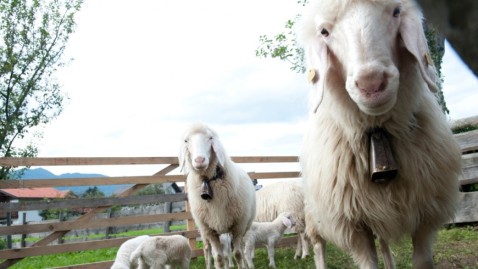 Schafe und Ziegen mit Kopfprämie