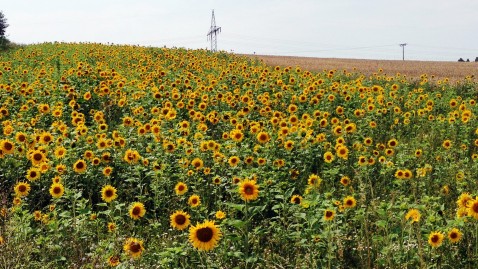 Ein Feld voller Sonnenblumen.