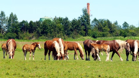 Viele Pferde stehen auf einer Weide. 