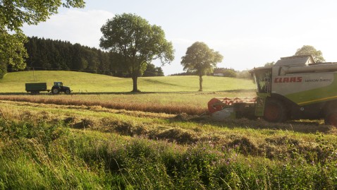 Ein Mähdrescher auf einem Feld bei der Ernte. 