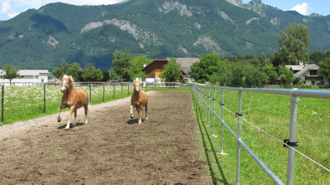 Pferde auf dem Blaslhof