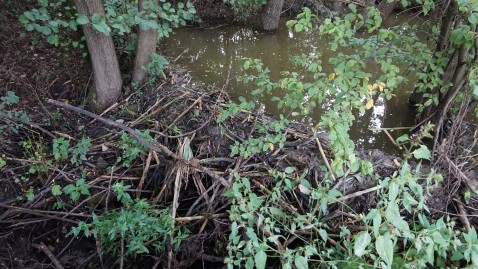 2020-09-16 Probleme Biber