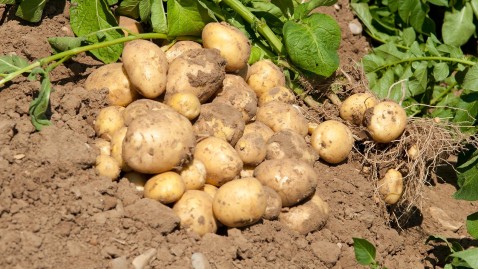 Kartoffeln auf dem Feld