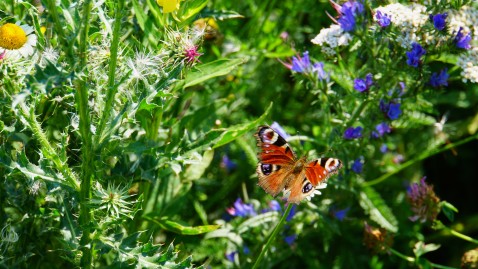 Ein Schmetterling auf einer Pflanze in einer blühenden Wiese. 