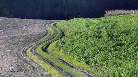 Feldweg zwischen Acker und Zwischenfrucht. 