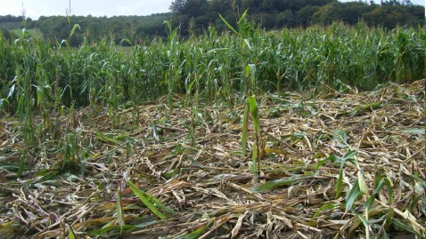 Martinlamitz