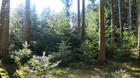 Wald