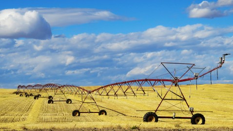 Bewässerung auf Feld