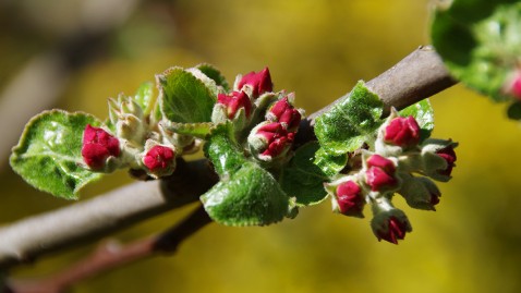 Blühende Barbarazweige zu Weihnachten