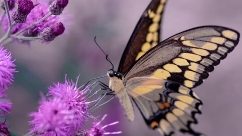 Schmetterling