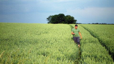 Ein junger Mann geht durchs Weizenfeld. 