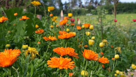 Orangene Blümchen