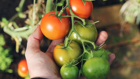 Tomaten im Garten