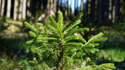 Junge Fichte im Wald. 