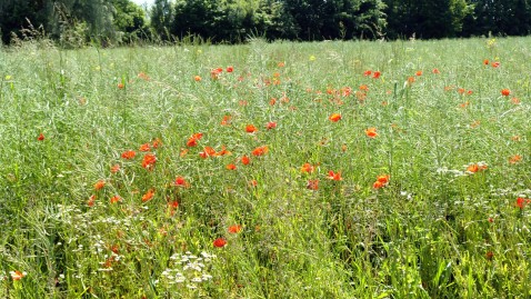 Eine Rapsfeld mit Mohnblüten.