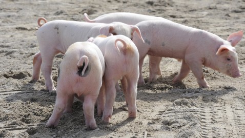 Schweine
