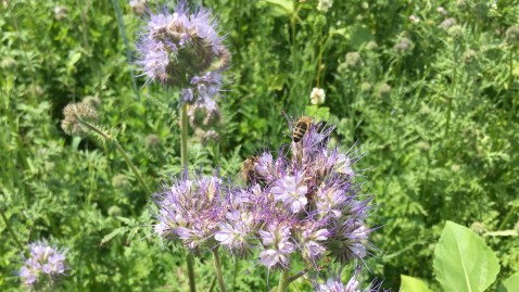 Bienen tummeln sich auf Blühpflanzen. 