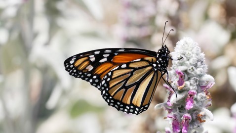 Schmetterling