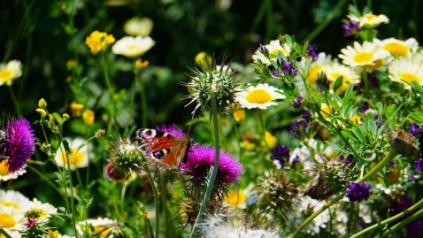 Schmetterling auf einer Blühwiese. 