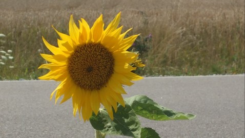 Bild Sonnenblume