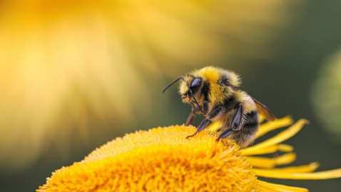 Bienchen auf Blümchen