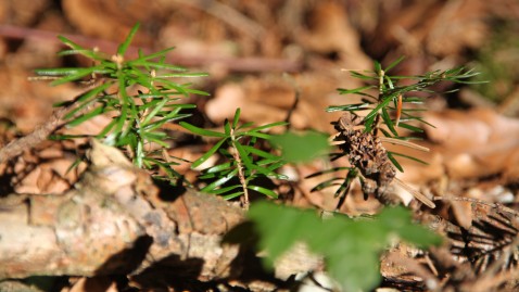 Junge Tannenpflänzchen im Wald. 