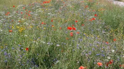 Blumen
