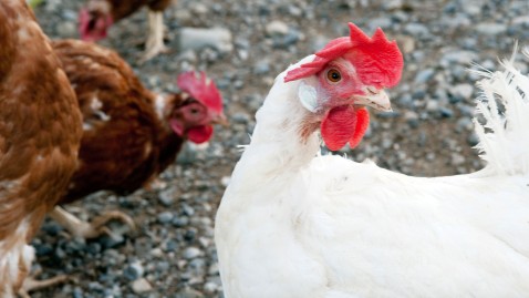 Legehenne im Freien