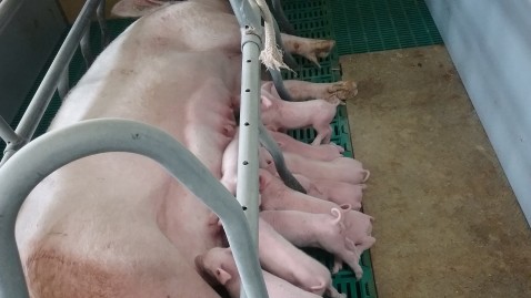 Ferkelzuchtbetrieb im Landkreis Kronach