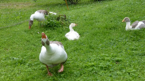 Gänse auf der wiese