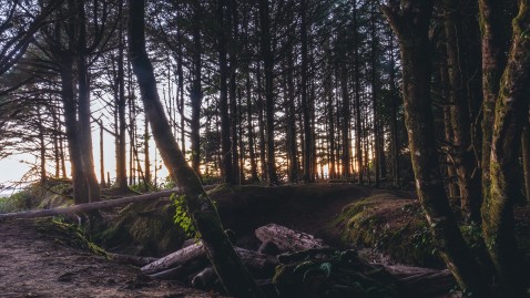 Wald