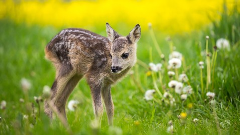 Ein Rehkitz auf der Wiese.