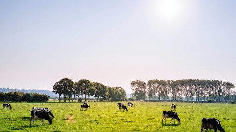 Grasland mit Kühen