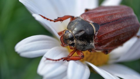 Maikäfer sitzt auf Blume