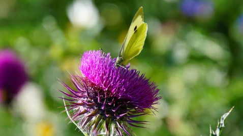Schmetterling sitzt auf einer lila Blume. 