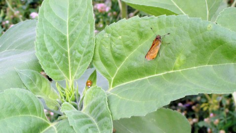 Insektenschutz