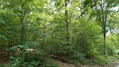Wald