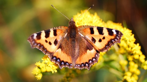 Schmetterling sitzt auf gelber Blüte. 