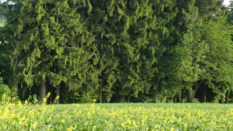 Land- und Forstwirtschaft sind Teil der Klima-Lösung.