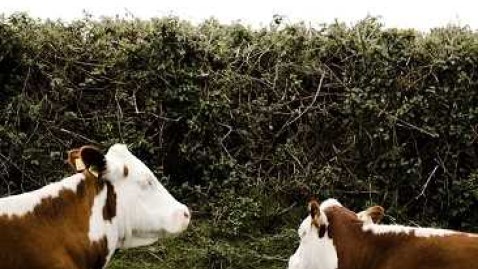 Wildwachsende Hecke