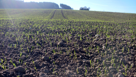 Junge Pflanzen wachsen auf dem Acker. 