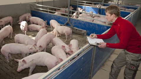 Landwirt schaut im Stall nach seinen Schweinen. 