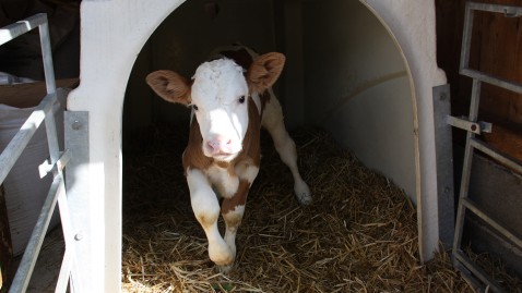 Kalb im Iglu