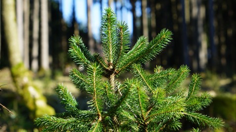 Eine junge Fichte wächst im Wald. 