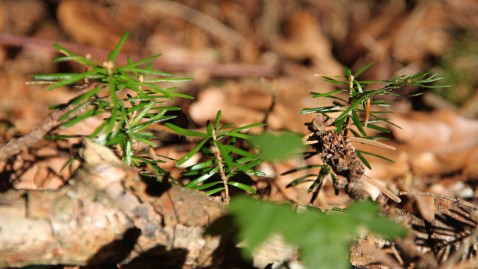 Junge Tannen-Pflänzchen auf dem Waldboden. 