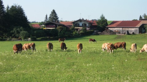 Kühe auf der Weide