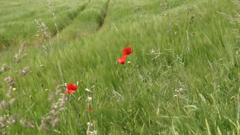 Ökologischer-Landbau